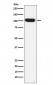 ITCH Antibody
